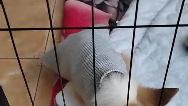 Afraid of the dog catching cold, I made him a small dress temporarily