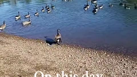 Ducks floating song