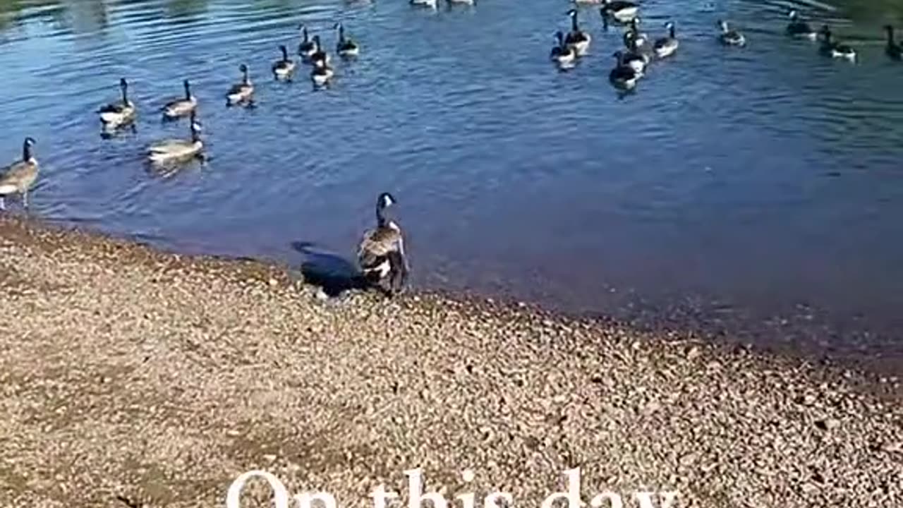 Ducks floating song