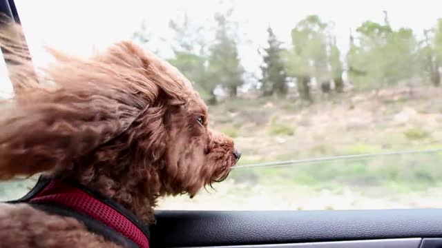 This dog enjoying the wind from the car