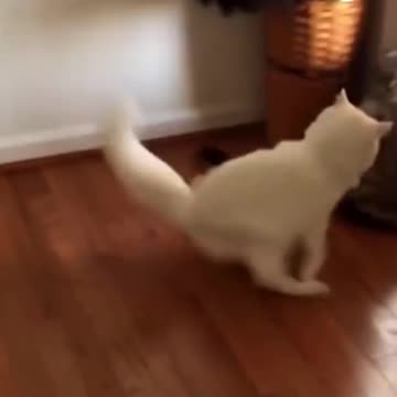 cat fighting.