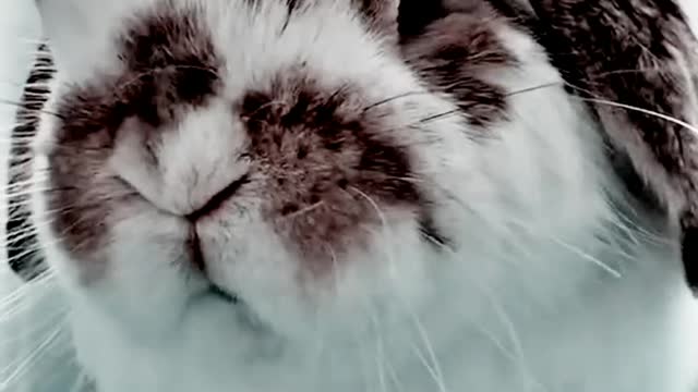 beautiful rabbit