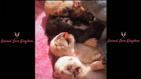 Baby Pets 💗 Cute feeding
