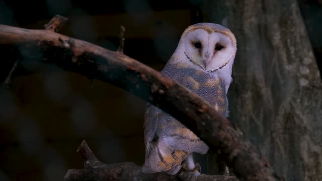 owl