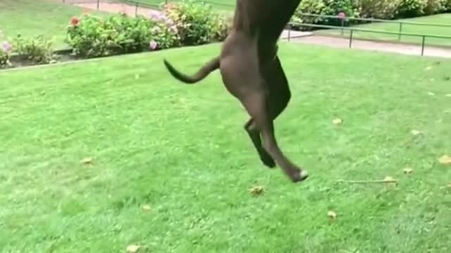 Are dogs ok flying|| what's dog's favorite colour|| whippes cute