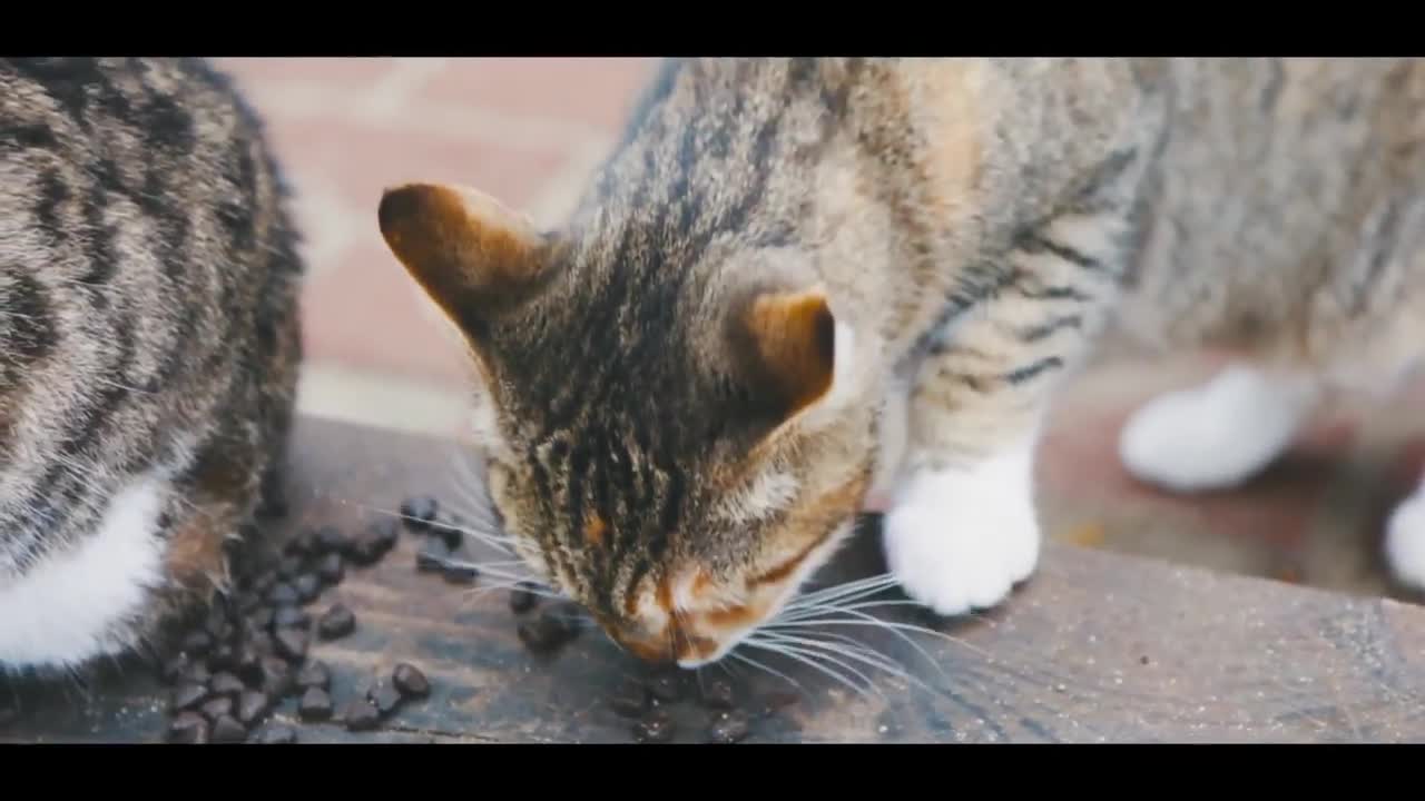 cute cats eating videos