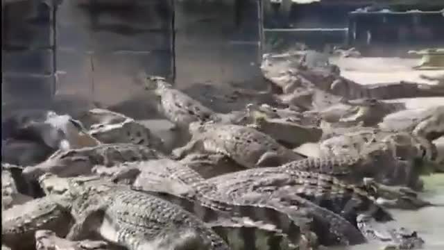 This is a beautiful and charming water-dwelling species