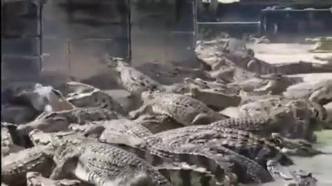 This is a beautiful and charming water-dwelling species