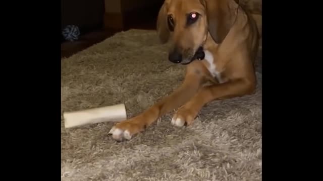 Funny animals video