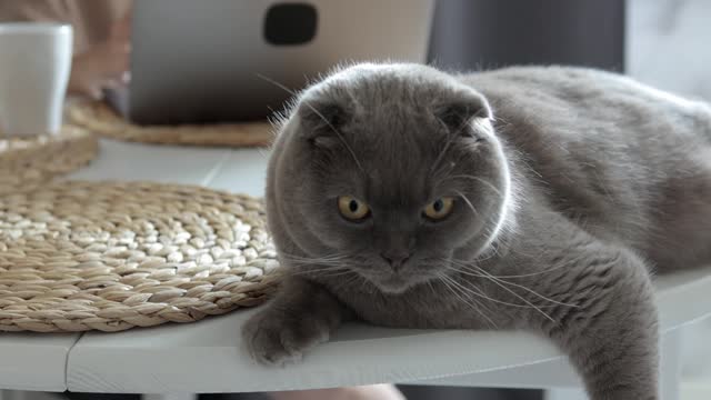 Cute and Funny Cat Videos to Keep You Smiling!😻 Don't try to hold back Laughter 😹2021-2022