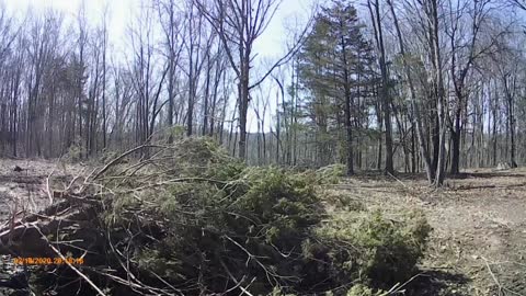 Clearing the top of the hill where the shop will go.