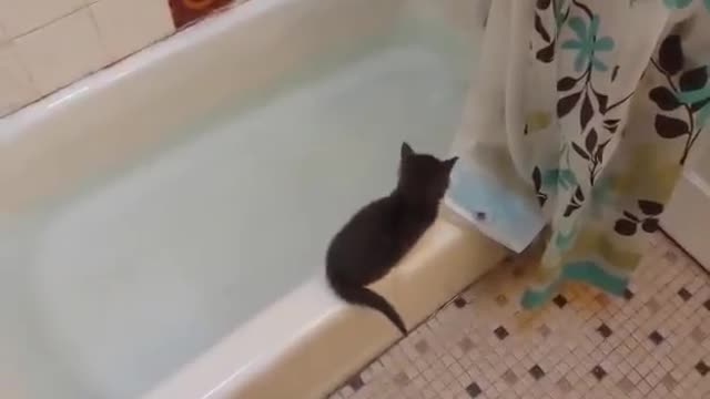 Kitty dive.