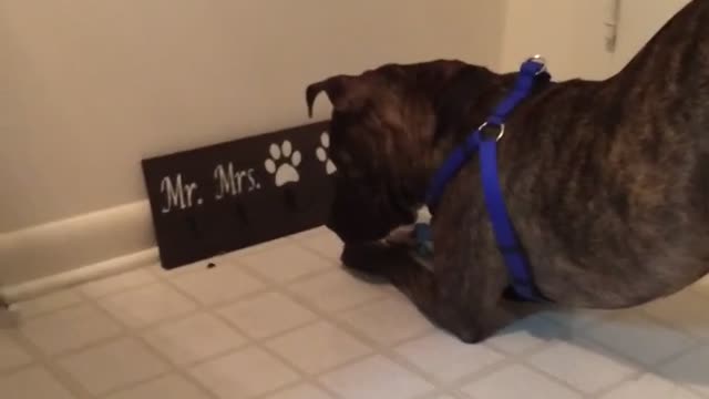 Black dog trying to catch bug