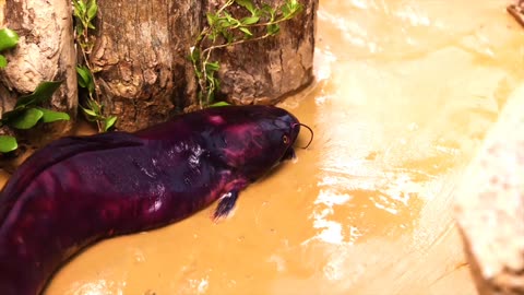 Stop Motion ASMR - Koi Fish Hunting Pink Catfish | Colorful Koi Fish | Primitive Cooking Experiment
