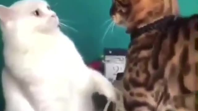 When a cat is afraid of another cat