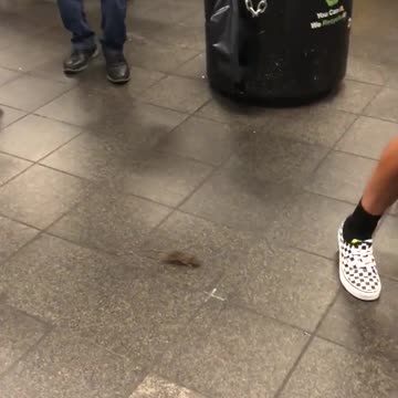 Small rat walking around crowds of people