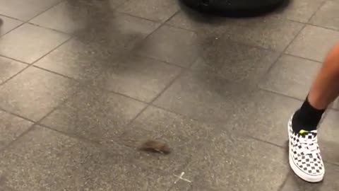 Small rat walking around crowds of people