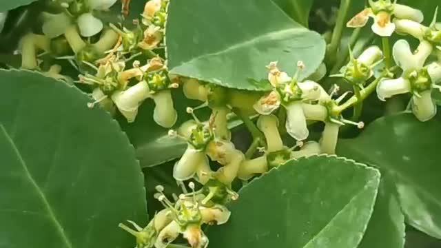 Wild bees flying