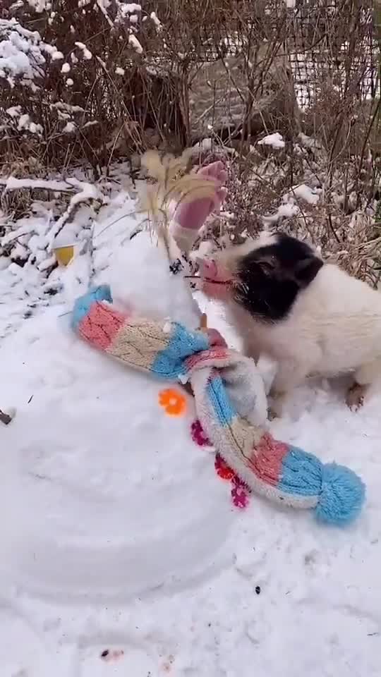 Piglet eating snowman's nose - so hungry