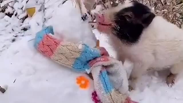 Piglet eating snowman's nose - so hungry