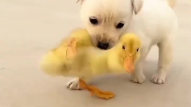 A Dog Protecting A Pekin Duck #cutebabydog #trending ! Subscribe My Channel