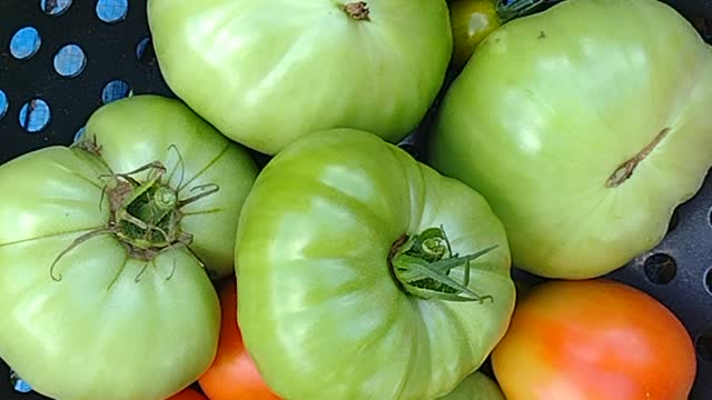 Harvesting garden