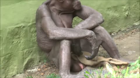 Is this a human or Monkey Video