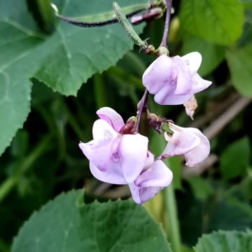 End of August vegetables gardening 2024