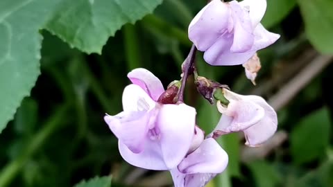 End of August vegetables gardening 2024