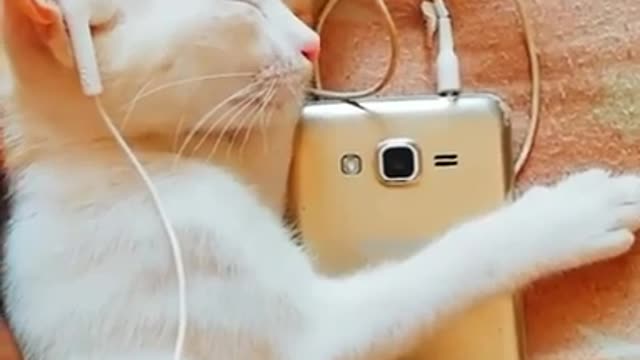 Cat short video cat video