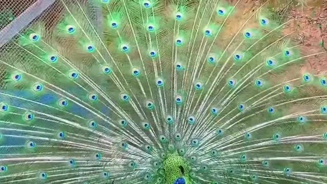 Peacock show off