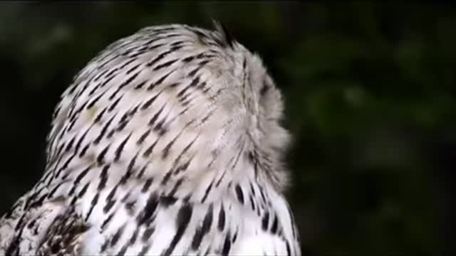 beautiful Owl bird