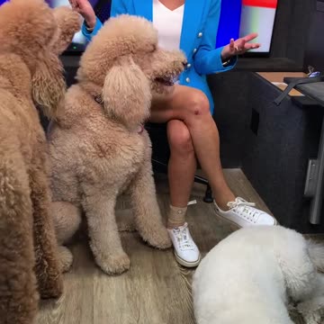 Watch me on Sean Hannity tonight! 💙🚙