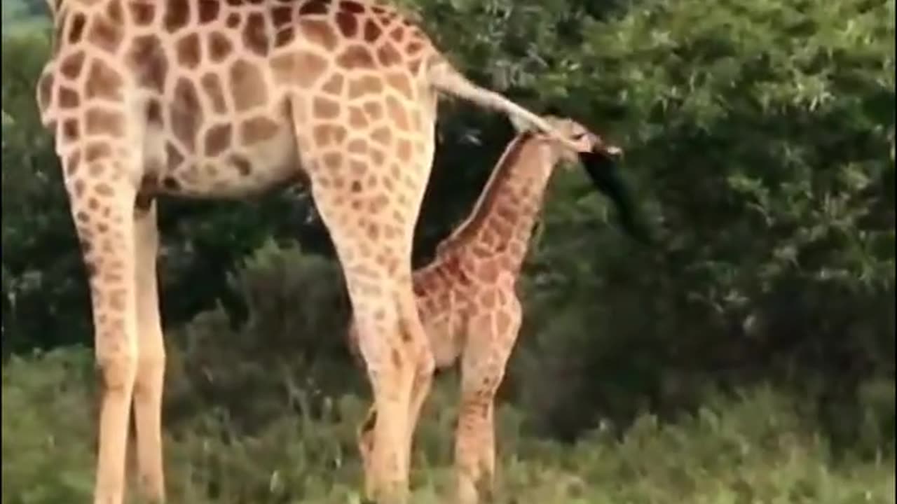 The giraffe is one of the most dangerous animals in Africa, Even more dangerous than the lion.