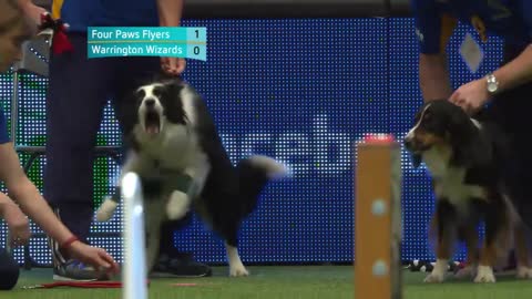 Flyball - Team Final | Crufts 2016