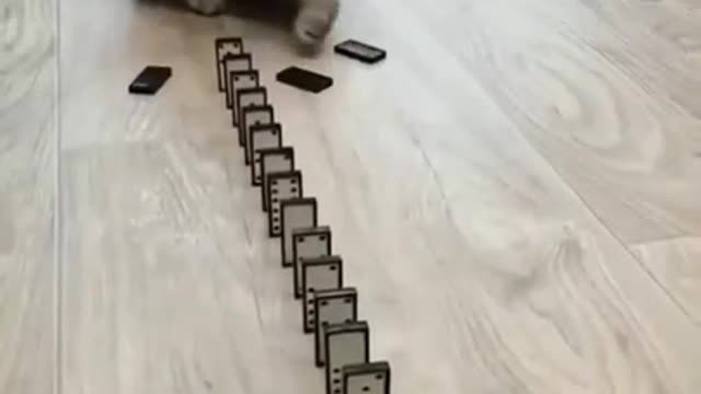 smart cat video