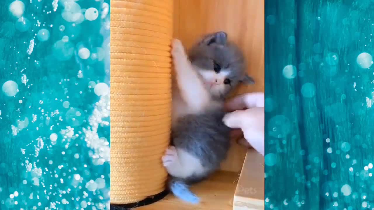 Funny and Cute Cat's Life 👯😺 Cats and Owners are the best friends Videos