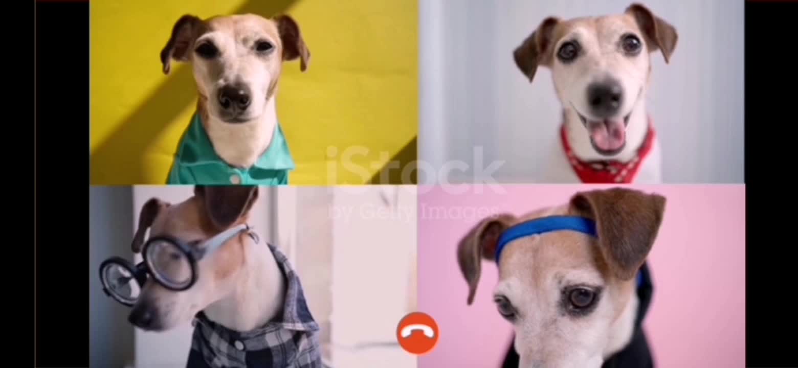 Colleagues freelancers.dogs Meeting in messenger .