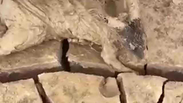 Rescuing a Kangaroo from a Muddy Dam