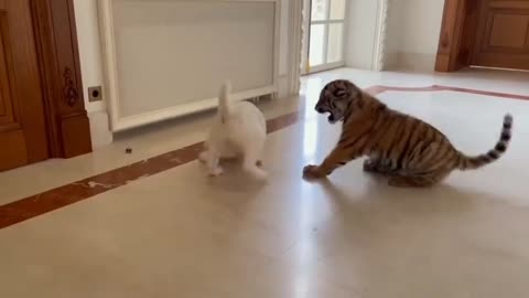 dog 🐈vs baby tiger🐅 video