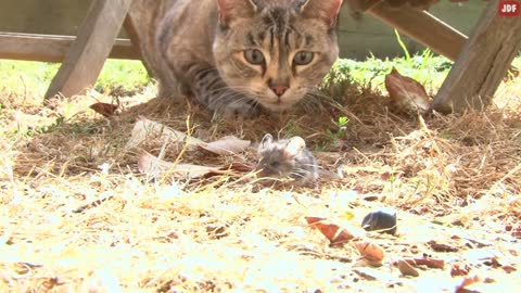20 Common Mistakes Cat Owners Make