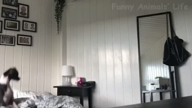 cat comedy video most watch Aaways be happy