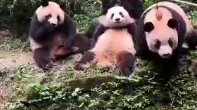 Pandas eat together and rob things