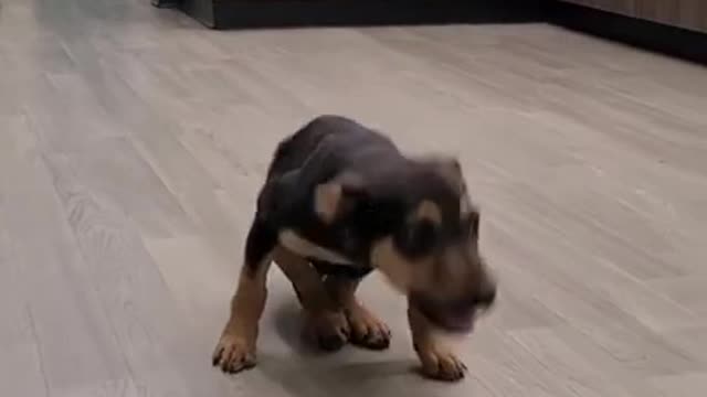 Happy dog dancing. he is so cool