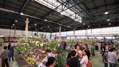 orchids exhibition in rio claro