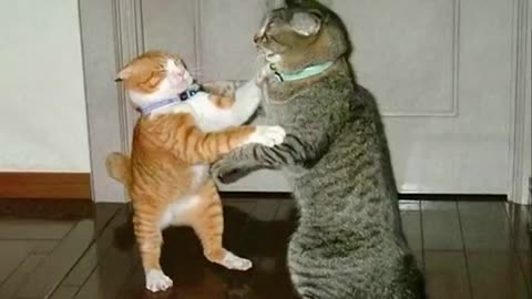 Today best funny cat videos ##cats