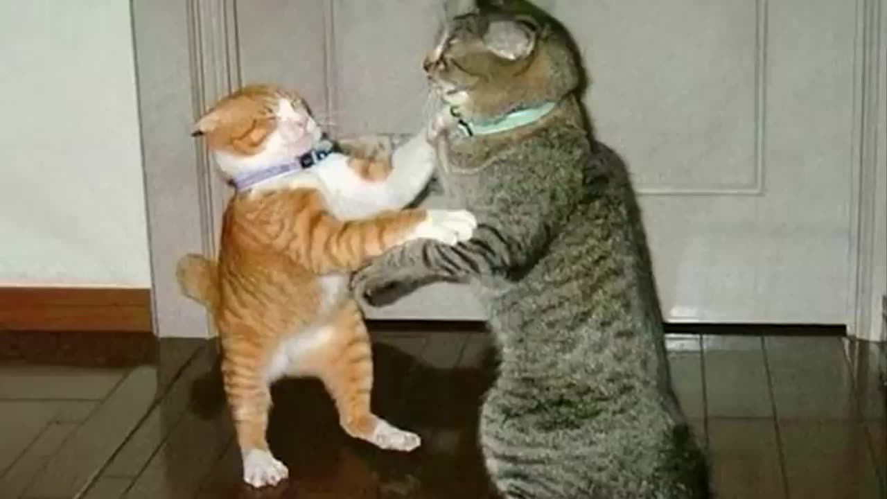 Today best funny cat videos ##cats