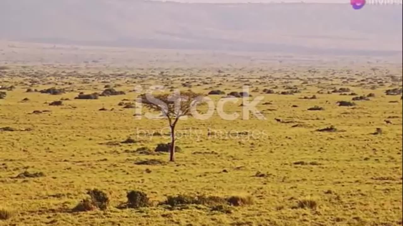 Meet the Boudouin Snake Eagle_ Nature's Stealth Master