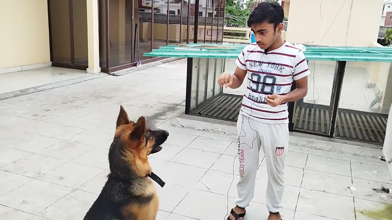 How to Train 7 Basics commands for your dog...💯 guarantee