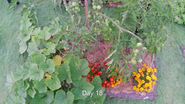 Time Lapse of Tomato and Pumpkin in backyard gardenbed. 18 Days timelapse.